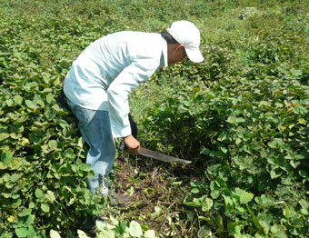Madagascar-partnership-Firmenich.jpg