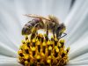 Guerlain & Conapi For Bees