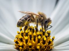 Guerlain & Conapi For Bees